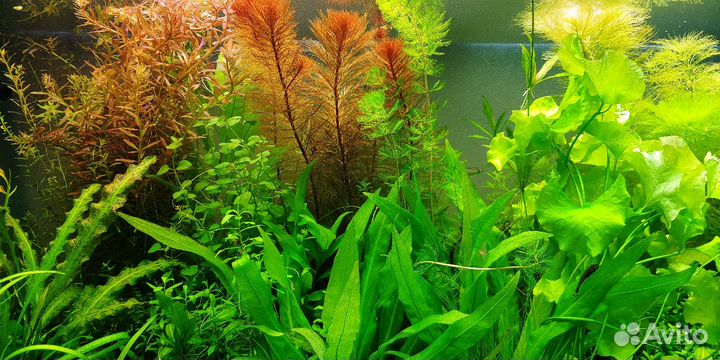 Аквариумные растения, мхи и камни для аквариума