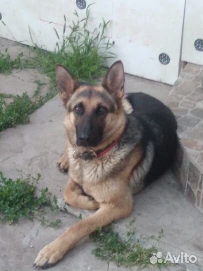 Щенки немецкой овчарки