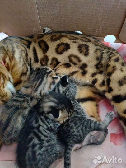 Бенгальская