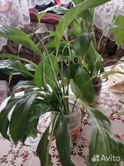 Спатифиллум