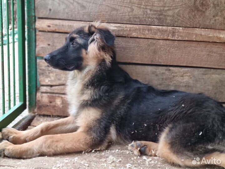 Милый щенок Шкипер из приюта в добрые руки
