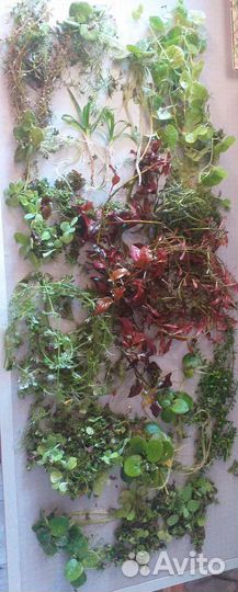 10 разных аквариумных растений за шоколадку