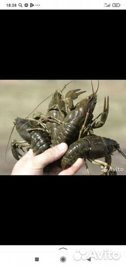 Продам живые раки