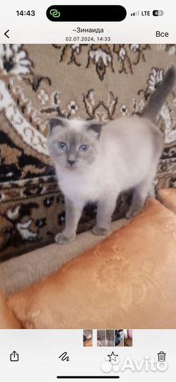 Котейки в добрые руки