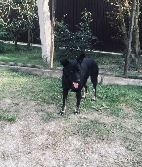 Собака в добрые руки