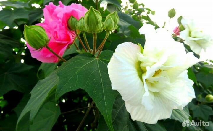 Гибискус изменчивый зимостойкий 2 сорта