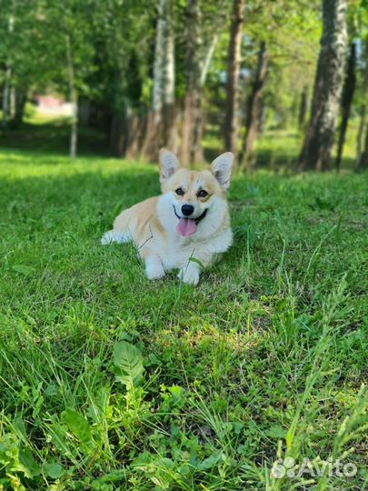 Передержка собак