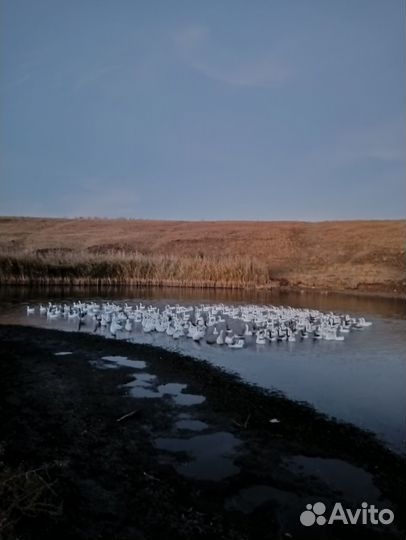 Продаются гуси