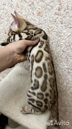 Бенгальская кошка