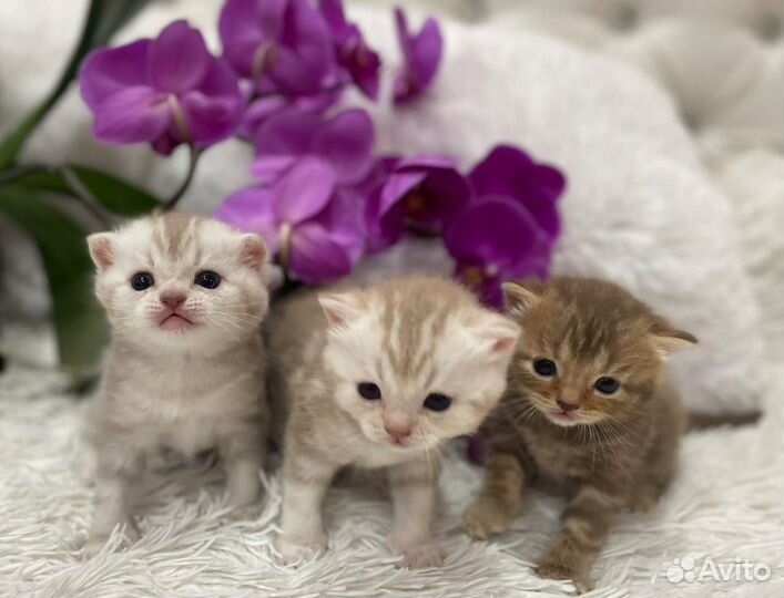Шотландские котята