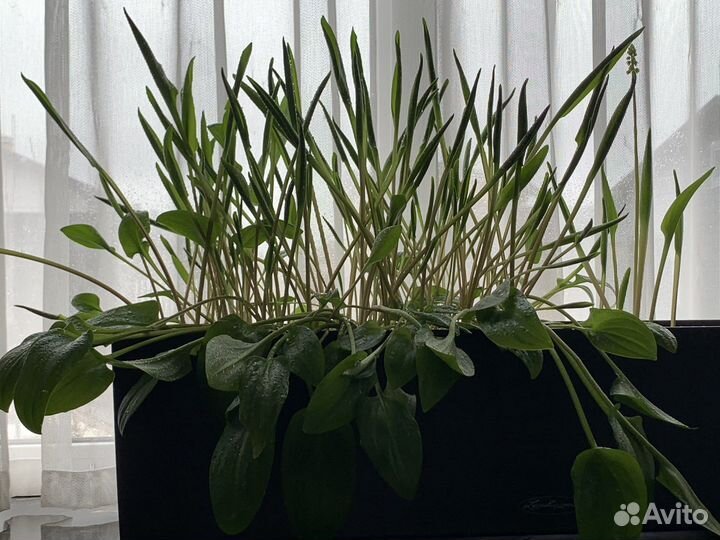 Дримиопсис