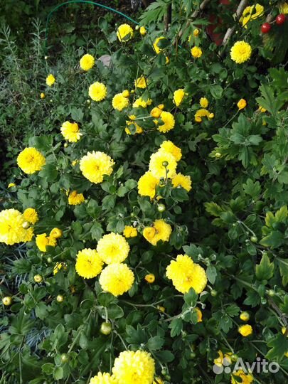 Цветы хризантемы