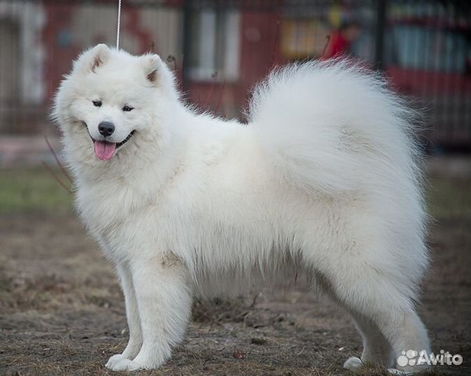 Вязка Самоед