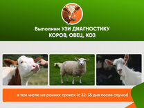 Узи исследование коров, осеменение