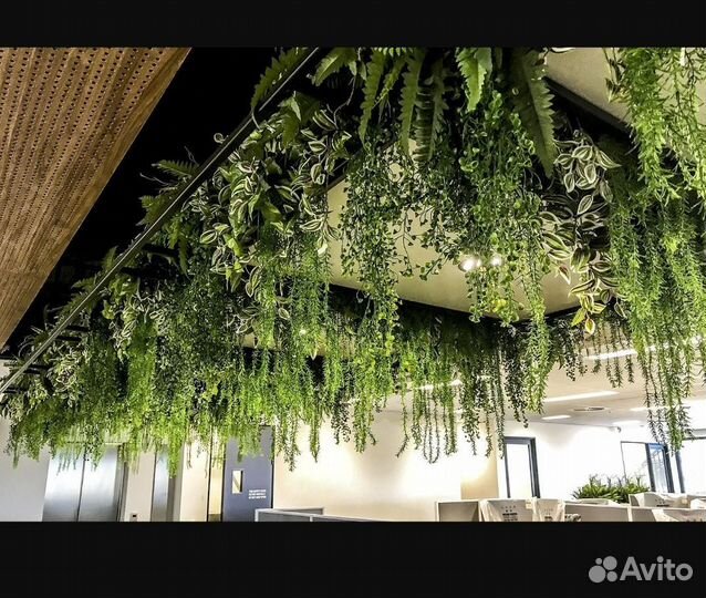 Потолочное озеленение, ампельные растения