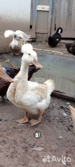 Хохлатые утки