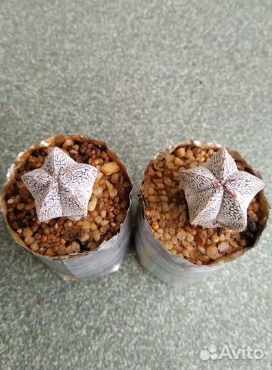 Астрофитумы разные, сеянцы