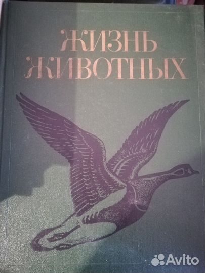 Энциклопедия 