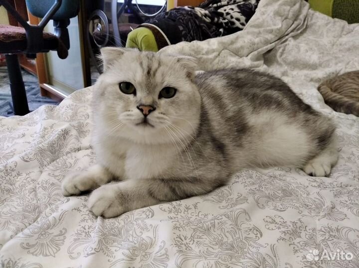 Шотландский кот вязка
