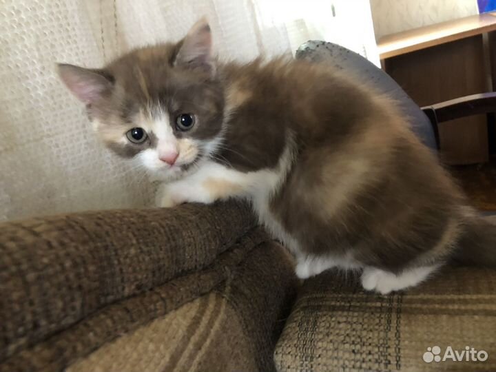 Котята бесплатно