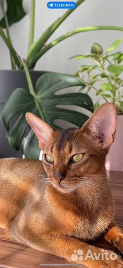 Абиссинские котята