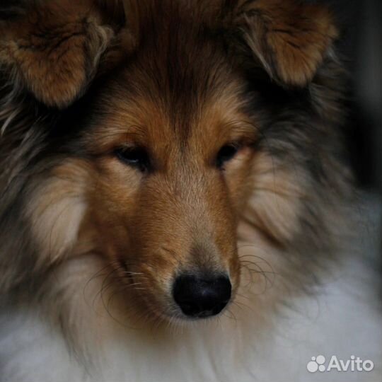 Колли
