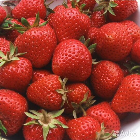 Рассада клубники