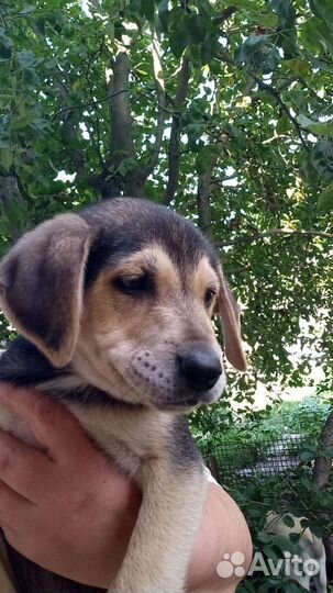 Щенки бигль