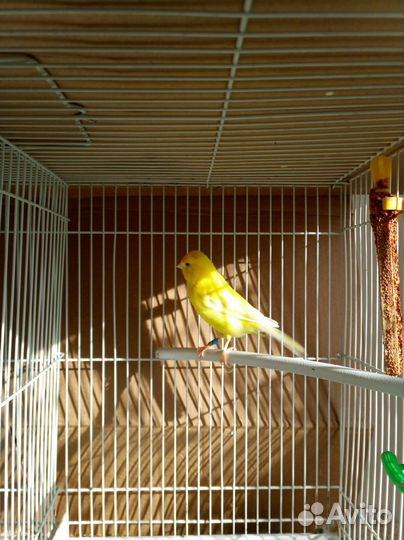 Кенара и канарейки