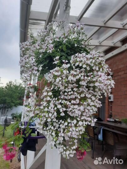 Герань пеларгония плющелистная