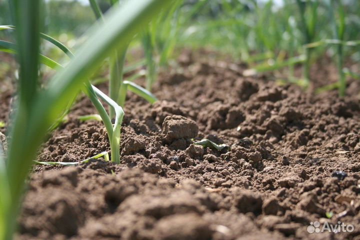 Торфогрунт