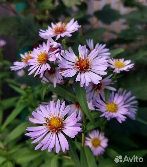 Многолетние садовые цветы