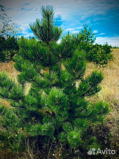 Сосна черная (Мытищи)