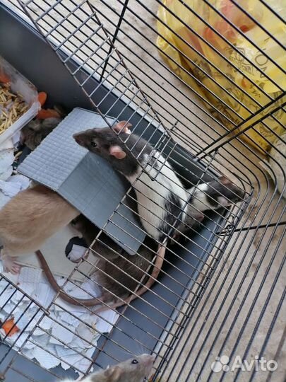 Крыс и крысят отдам в добрые руки