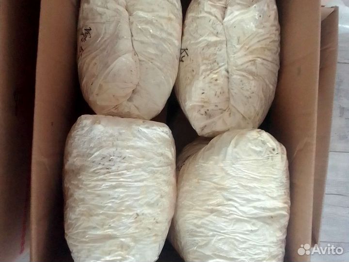 Мицелий вешенки зерновой