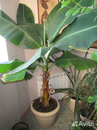 Банан комнатный