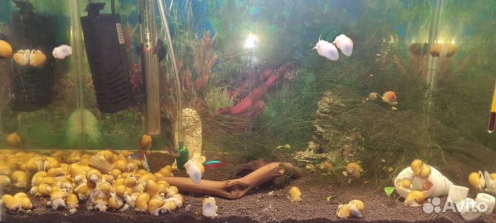 Улитки ампулярии в аквариум