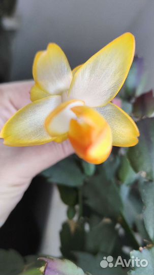 Декабристы шлюмберга сортовой черенки и взрослые