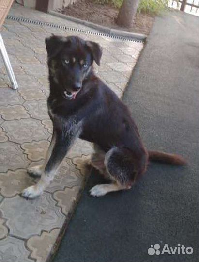 Голубоглазка в дар