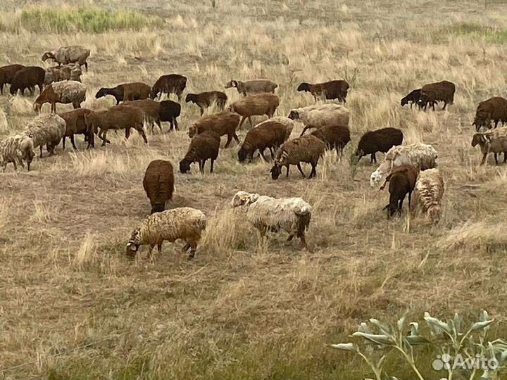 Матка, ярка бараны