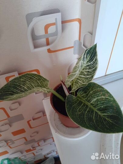 Филодендрон биркин