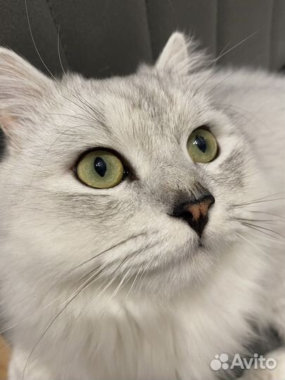 Вязка Шотландский кот шиншилла