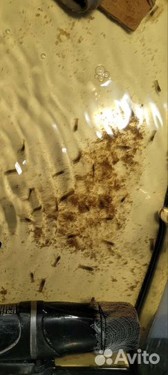 Австралийский красноклешневый рак