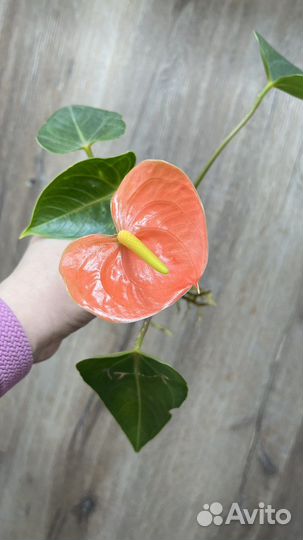 Антуриум салмон лососевый