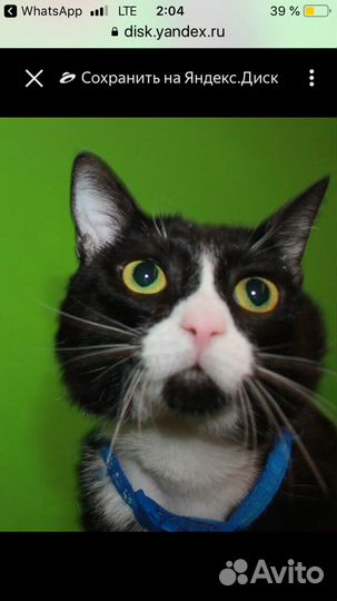 Котенок в добрые руки