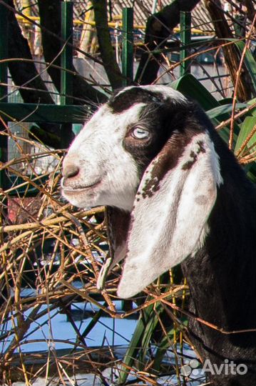 Битало-нубийские козлята