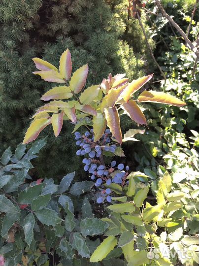 Магония падуболистная