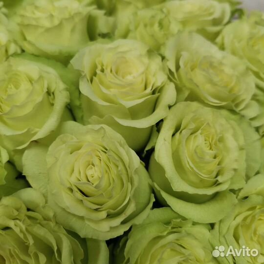 Цветы оптом Розы Эквадор