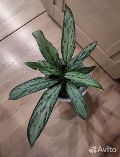 Аглаонема Сильвер Квин крупная,не детка