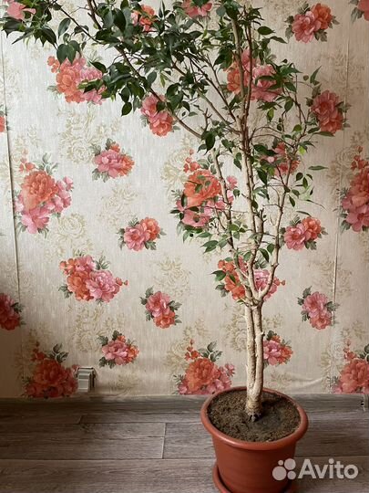 Комнатное растение фикус